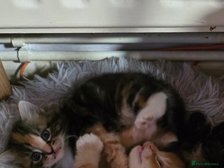 Maine Coon cats Amazing Mainecoon - Advert 3