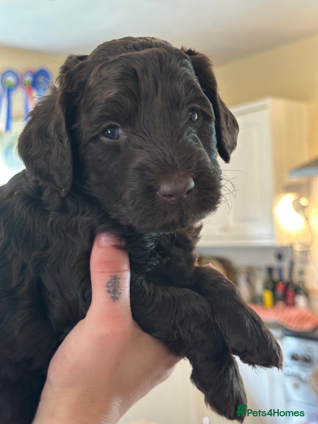 Labradoodle dogs for sale: Beautiful 50/50 British x Australian Labradoodles in Knighton - Image 29