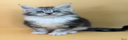 Maine Coon cats for sale: Maine Coons with Tests, Papers, Vet Checks & Vacc. - Advert 24