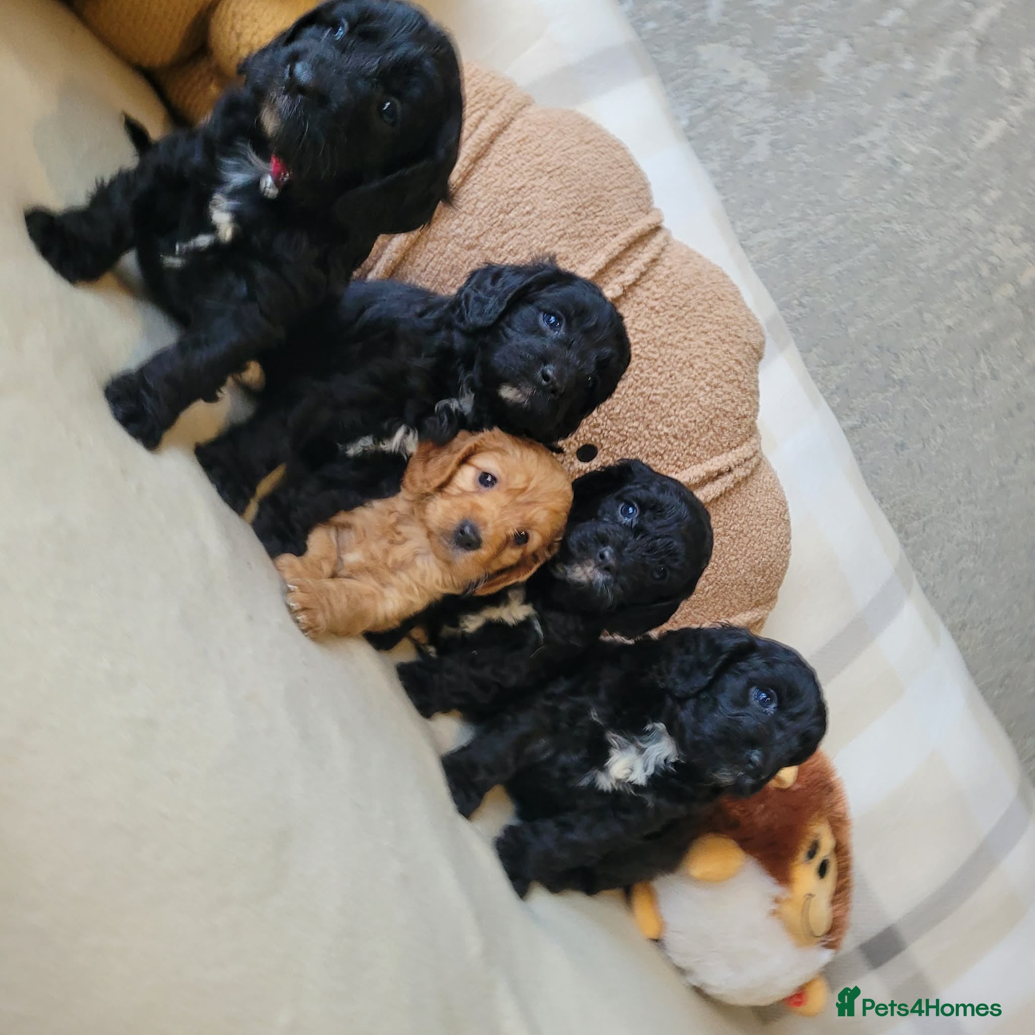 Cavapoo dogs F1 Cavapoo puppies  - Advert 4