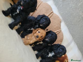 Cavapoo dogs F1 Cavapoo puppies - Advert 13