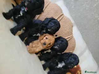 Cavapoo dogs F1 Cavapoo puppies - Advert 2