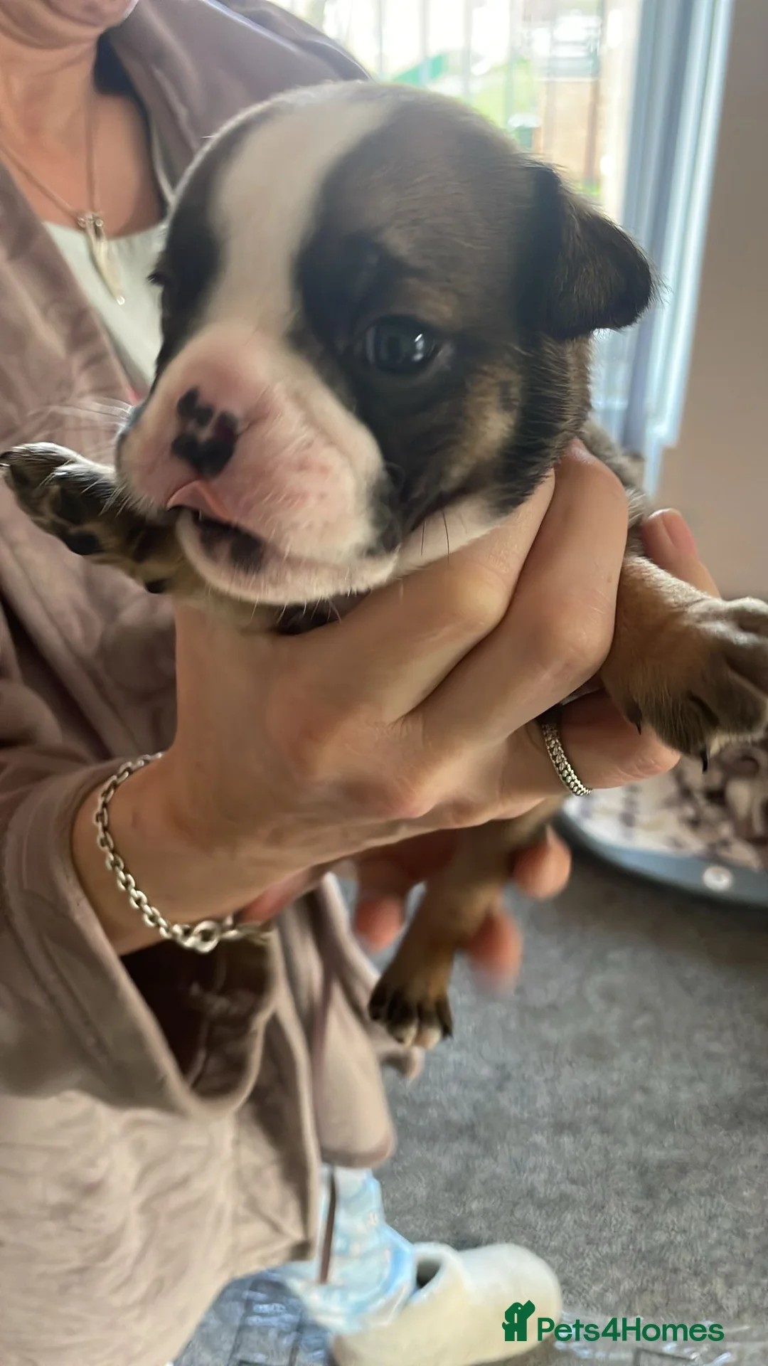 English Bulldog dogs for sale: New England bulldog puppies  - Advert 6
