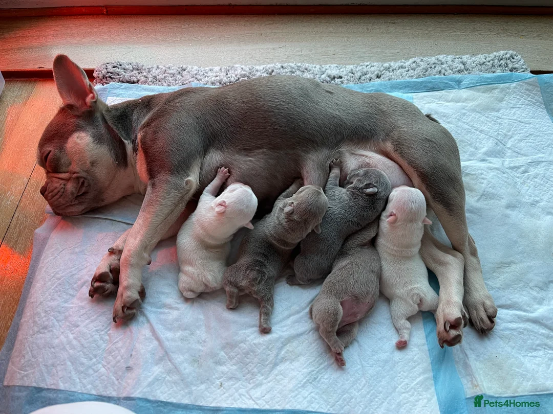 French Bulldog dogs for sale: KC registered new shade French Bulldog puppies - Advert 12