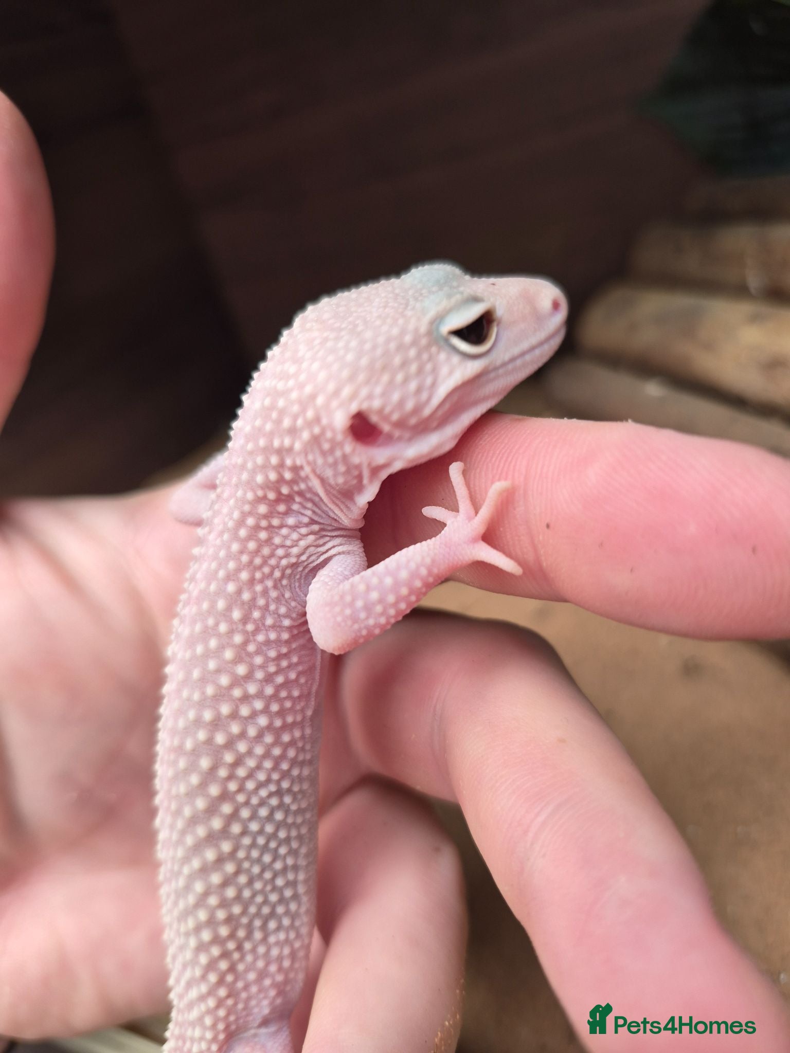 Gecko reptiles Crested & leopard gecko babies - Advert 1