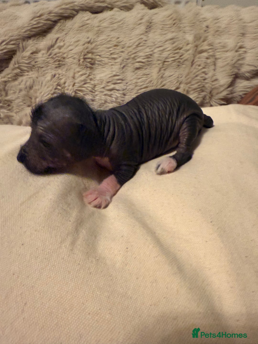 Mixed Breed dogs for sale: Stunning Merle chihuahua 2 girls ready 22nd dec - Advert 5