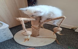 Ragdoll cats for sale: Beautiful gccf registered kittens - Image 17