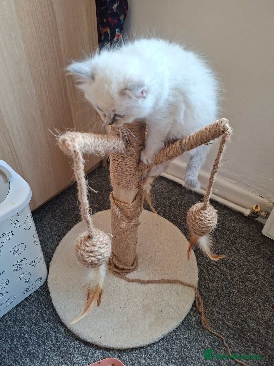Ragdoll cats for sale: Beautiful gccf registered kittens - Image 17
