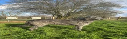 Mixed Breed dogs for sale: Deerhound X Wolfhound puppies  - Advert 17