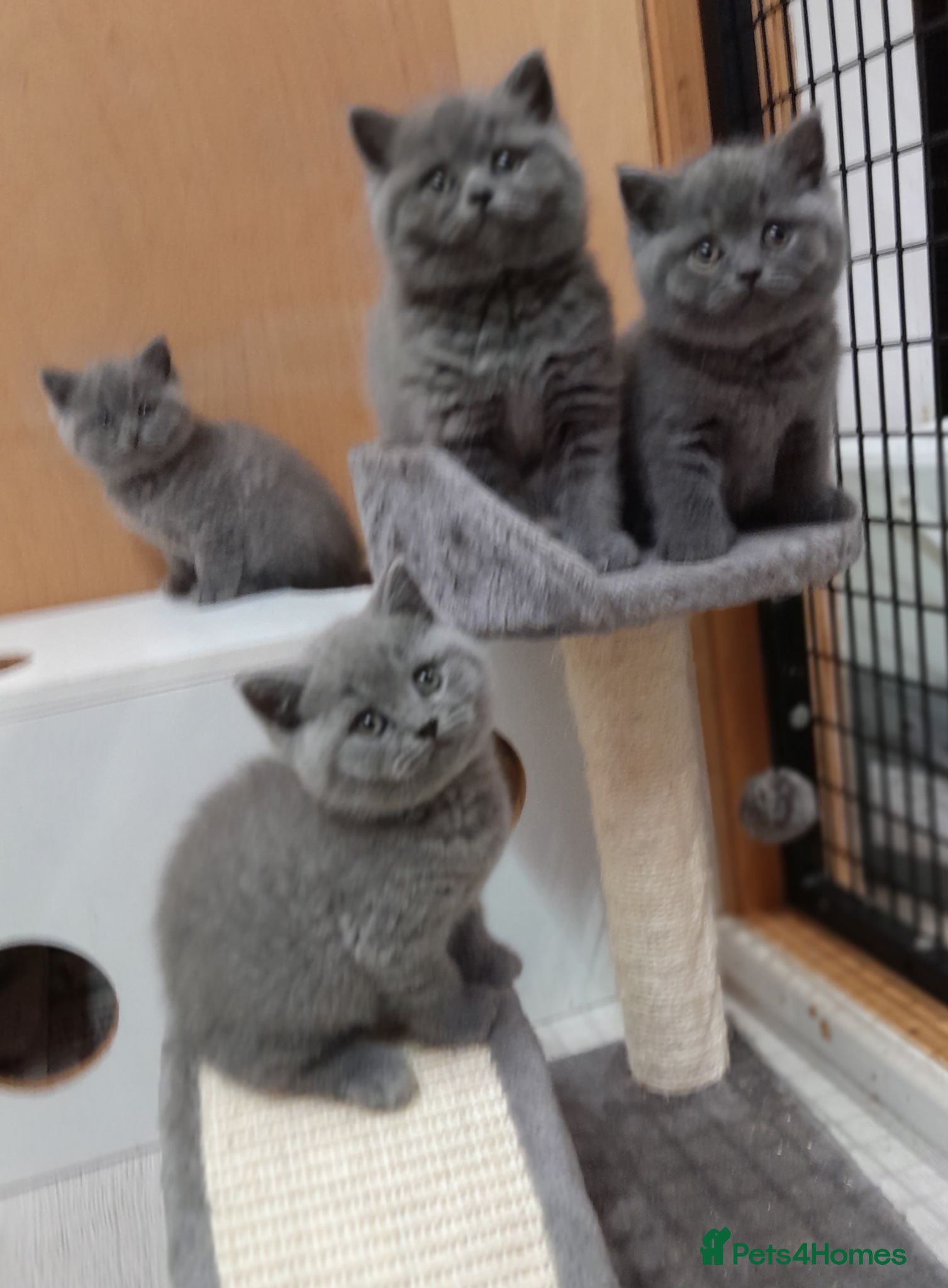British Shorthair cats STUNNING GCCF BSH BLUE BOY KITTENS - Advert 7