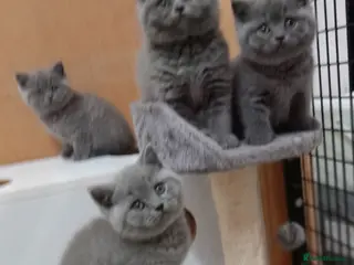 British Shorthair cats STUNNING GCCF BSH BLUE BOY KITTENS - Advert 7