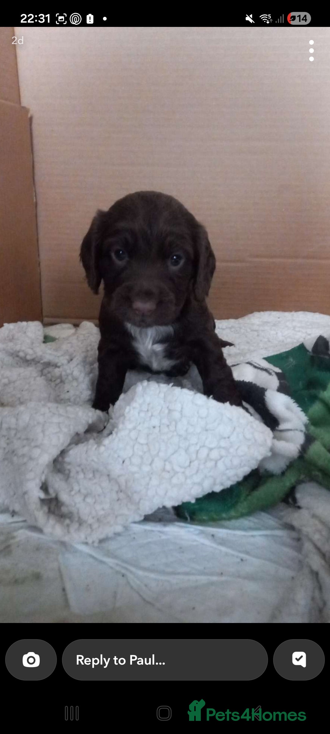 Cocker Spaniel dogs for sale: Cocker spaniels ready 21st December.  - Advert 7