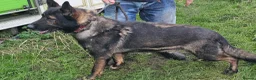 German Shepherd dogs for sale: Working lime German Scheperd puppies - Advert 4