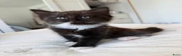 Mixed Breed cats for sale: Kittens  - Advert 7