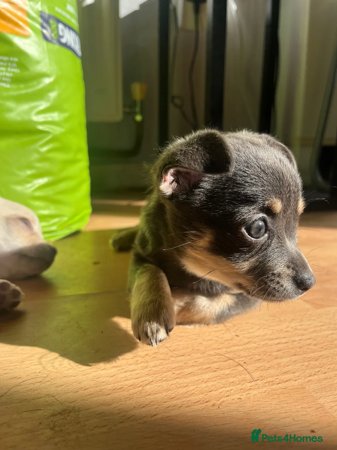 Chihuahua dogs for sale: 2 gorgeous little chihuahua girls - Advert 2