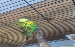 Budgerigars birds for sale: Budgie - Image 1