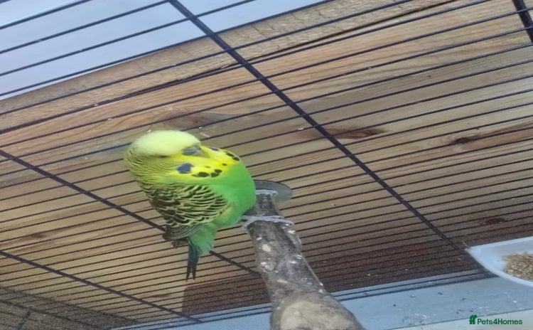 Budgerigars birds - Advert 3