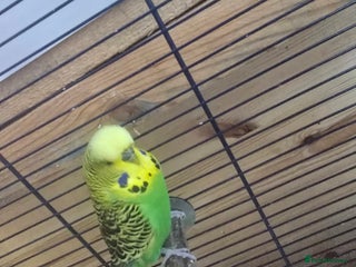 Budgerigars birds - Advert 26