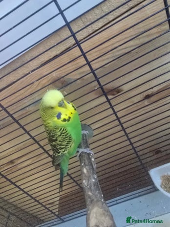 Budgerigars birds - Advert 16