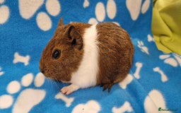 Guinea Pig rodents for sale: 2x Male Smooth Coated Guinea Pigs - Image 2