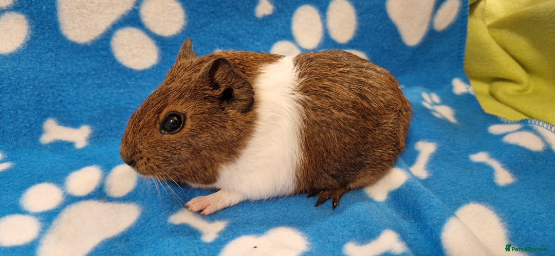 Guinea Pig rodents for sale: 2x Male Smooth Coated Guinea Pigs - Image 2