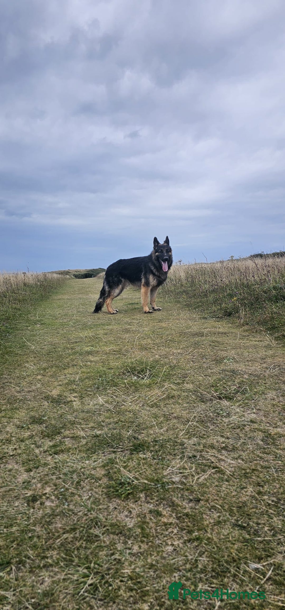 German Shepherd dogs for sale: 11 Cute German Shepherds!  - Image 16