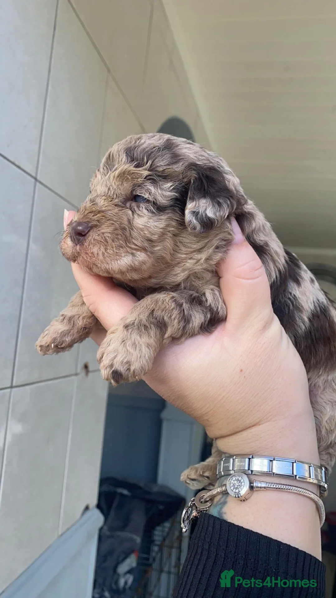 Cockapoo dogs for stud: MERLE F1b MINIATURE COCKAPOO at stud in Rowlands Gill - Advert 22