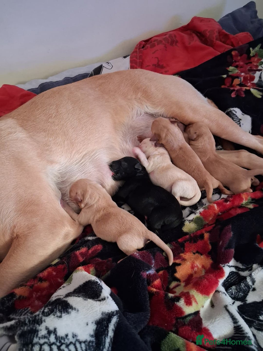 Labrador Retriever dogs for sale: Labrador Retriever Puppies (FIVE remaining) - Advert 9