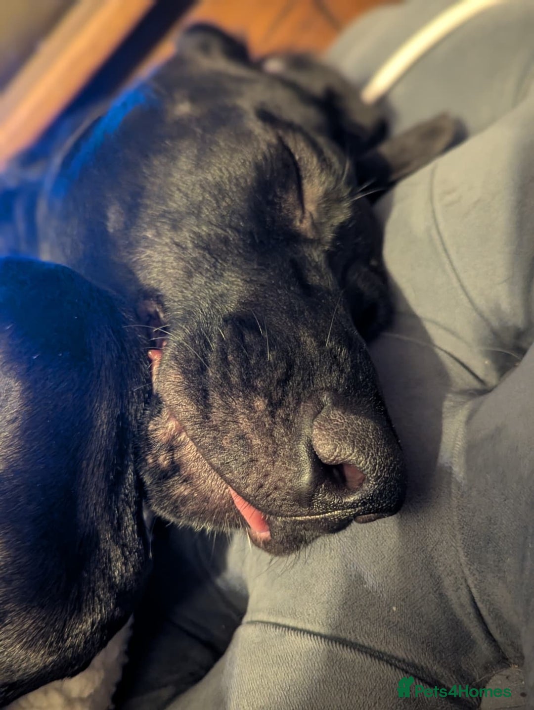 Mixed Breed dogs for adoption: Lando Labrador cross  - Advert 4