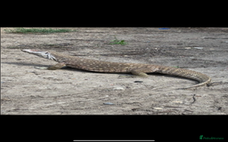 Monitor reptiles for sale: Servanah monitor  - Image 1
