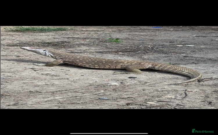 Monitor reptiles - Advert 4