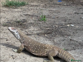 Monitor reptiles - Advert 2