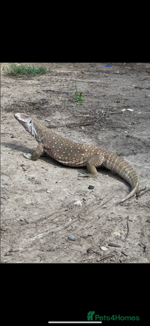Monitor reptiles - Advert 1