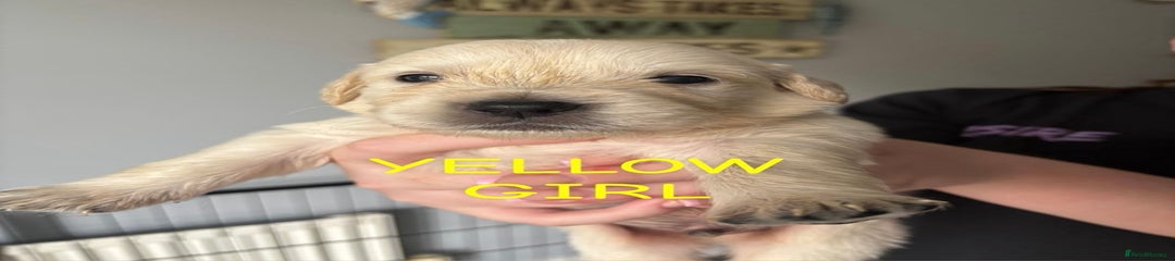 Golden Retriever Puppy 6