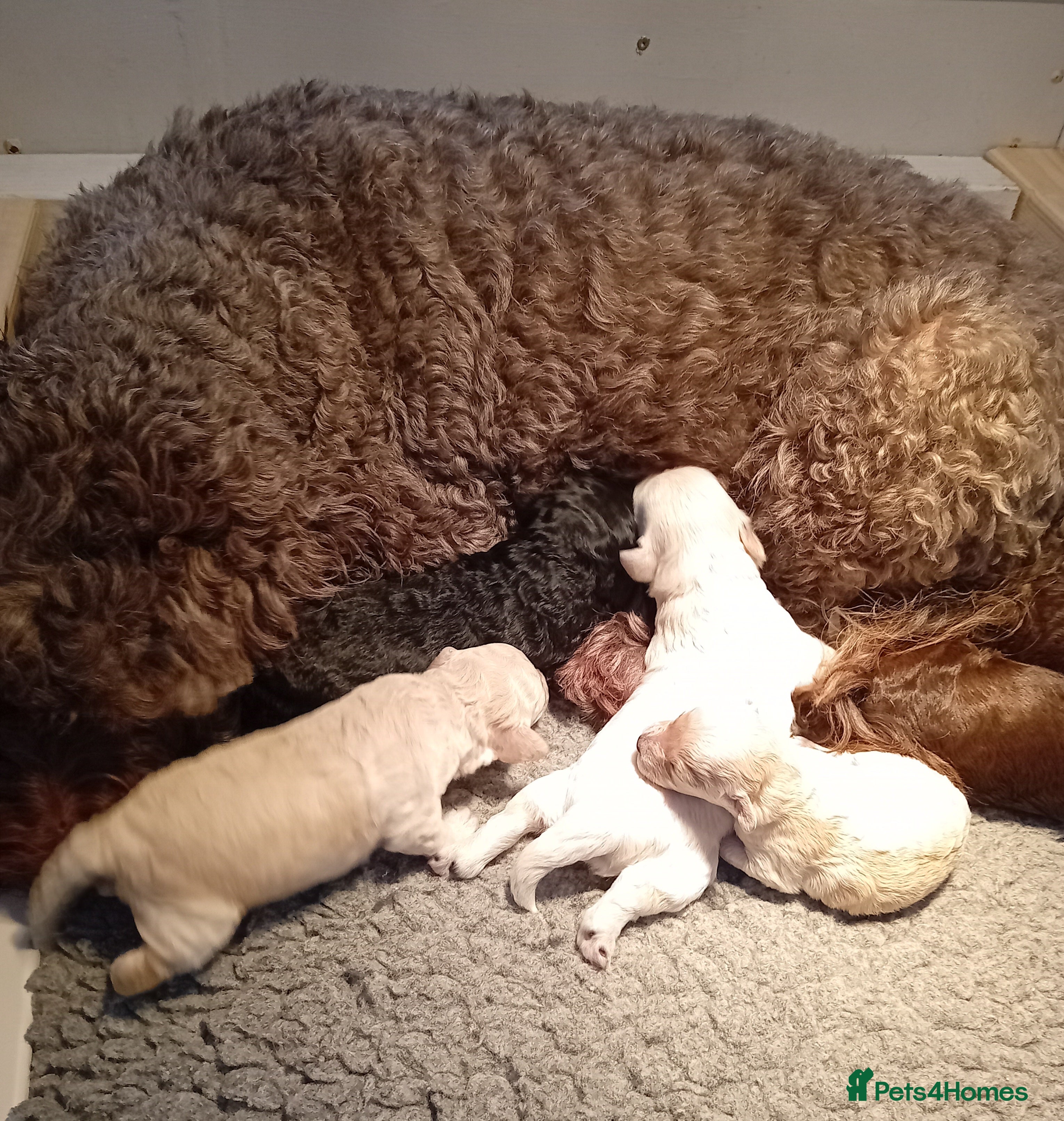 Mini Goldendoodle dogs Gorgeous Miniature Double Doodle puppies  - Advert 1