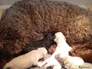 Mini Goldendoodle dogs Gorgeous Miniature Double Doodle puppies - Advert 1