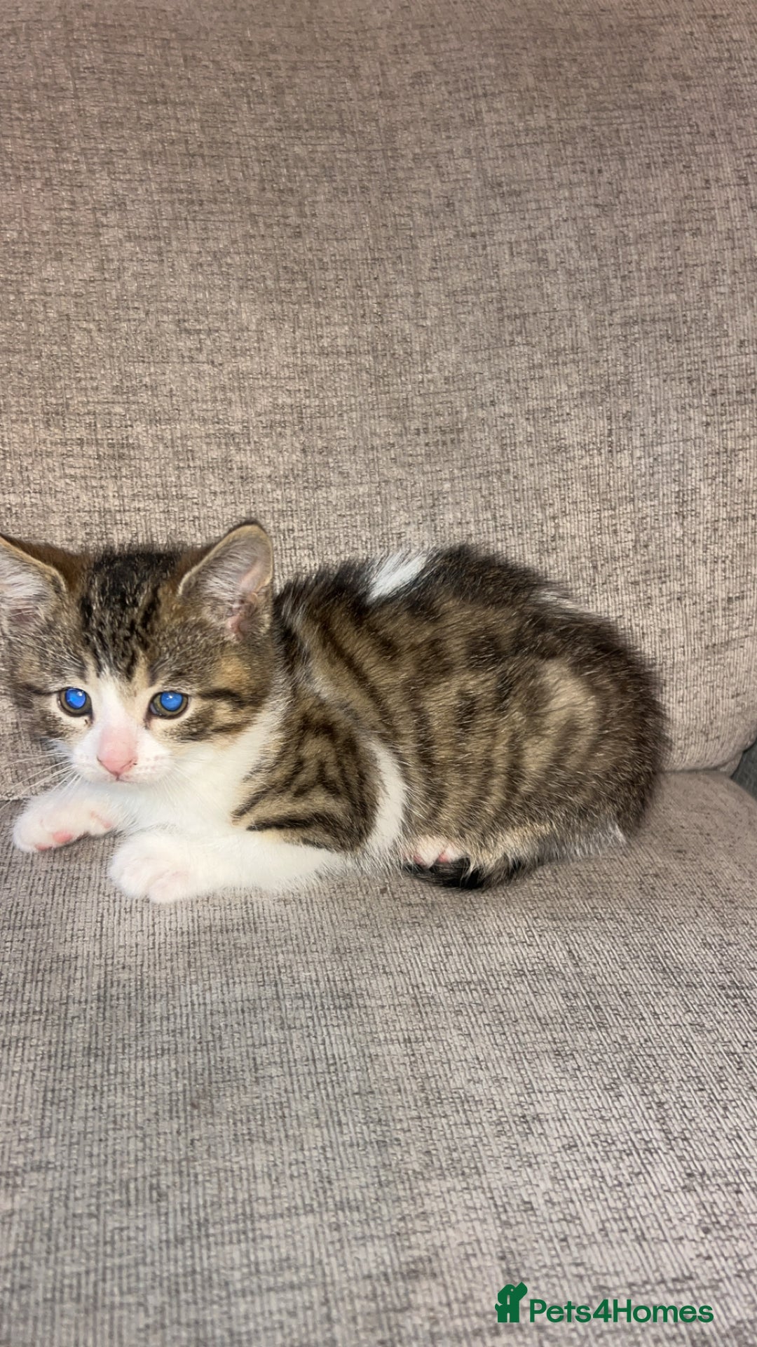 Mixed Breed cats for sale: Kittens  - Advert 5