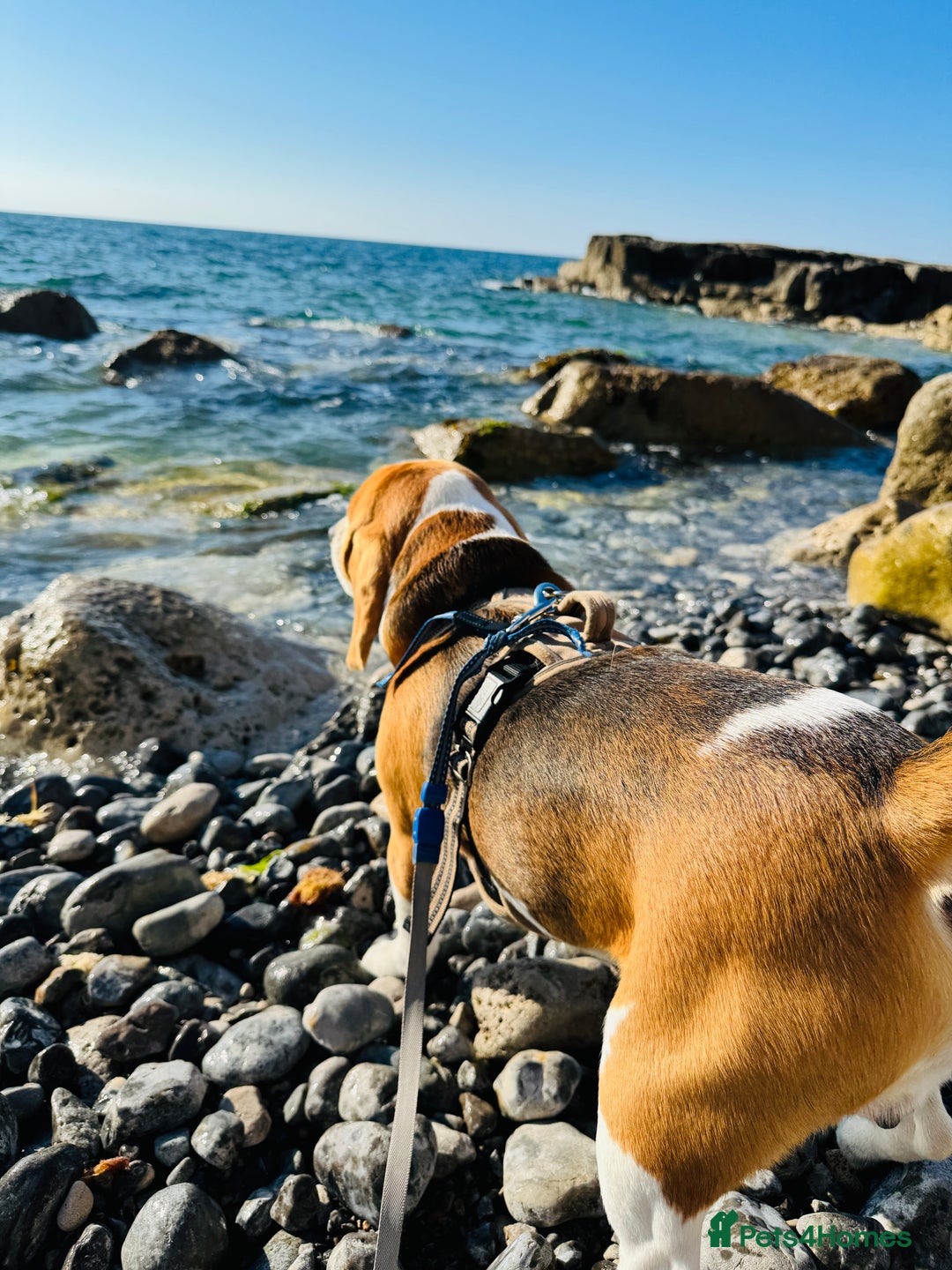 Beagle dogs for sale: Friendly  beautiful Beagle  - Advert 4