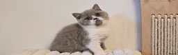 British Shorthair cats for sale: 💫 TICA registered British Shorthair Males - Advert 2