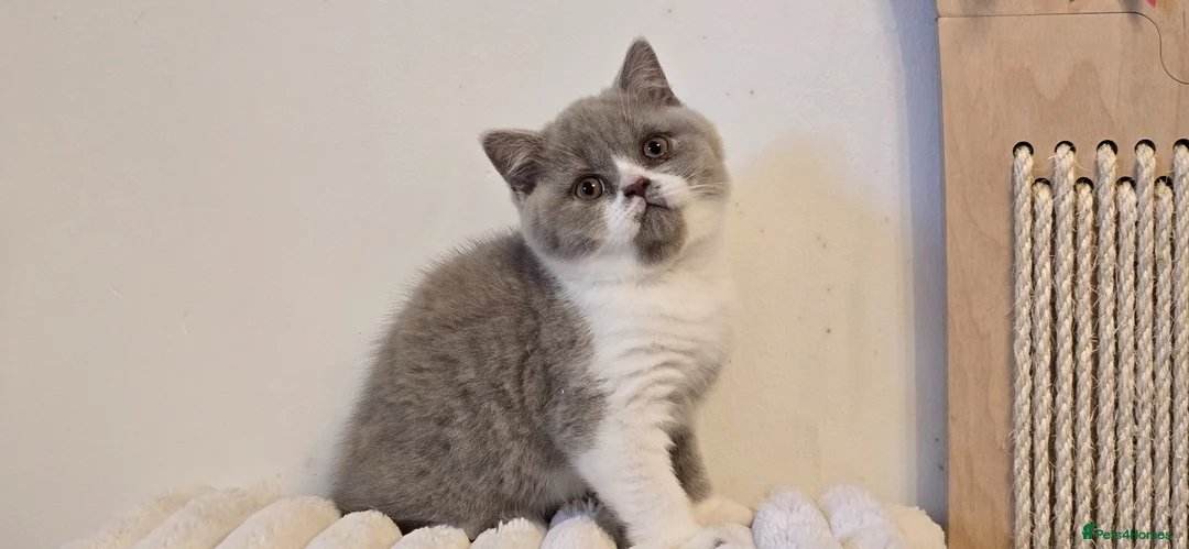 British Shorthair cats for sale: 💫 TICA registered British Shorthair Males - Advert 2