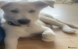 Huskita dogs for sale: Playful Huskita Puppies – Vaccinated & Ready Today - Image 13