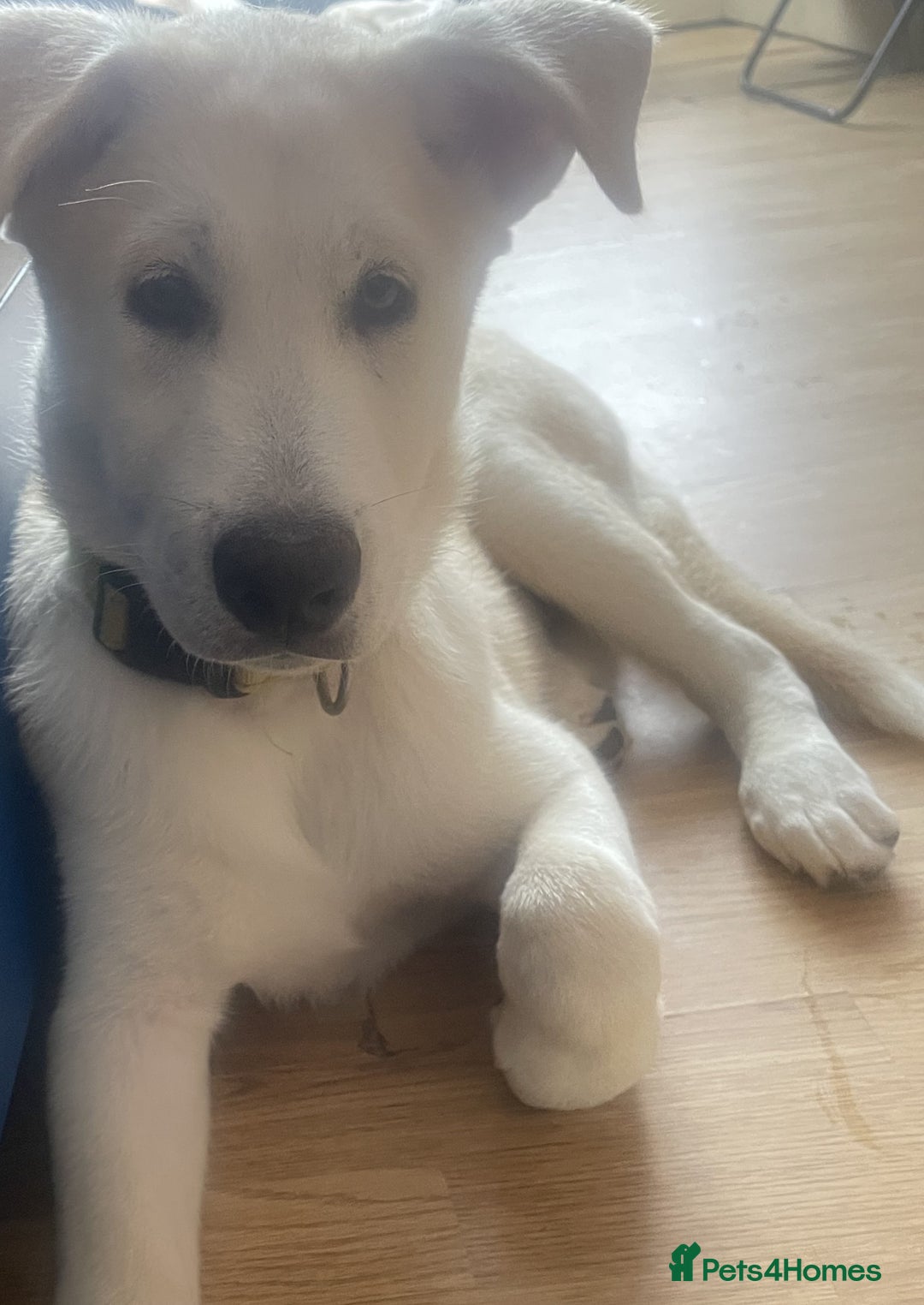 Huskita dogs for sale: Playful Huskita Puppies – Vaccinated & Ready Today - Image 13