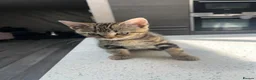 Mixed Breed cats for sale: Beautiful Playful Kittens –Ready for Loving Homes  - Advert 3