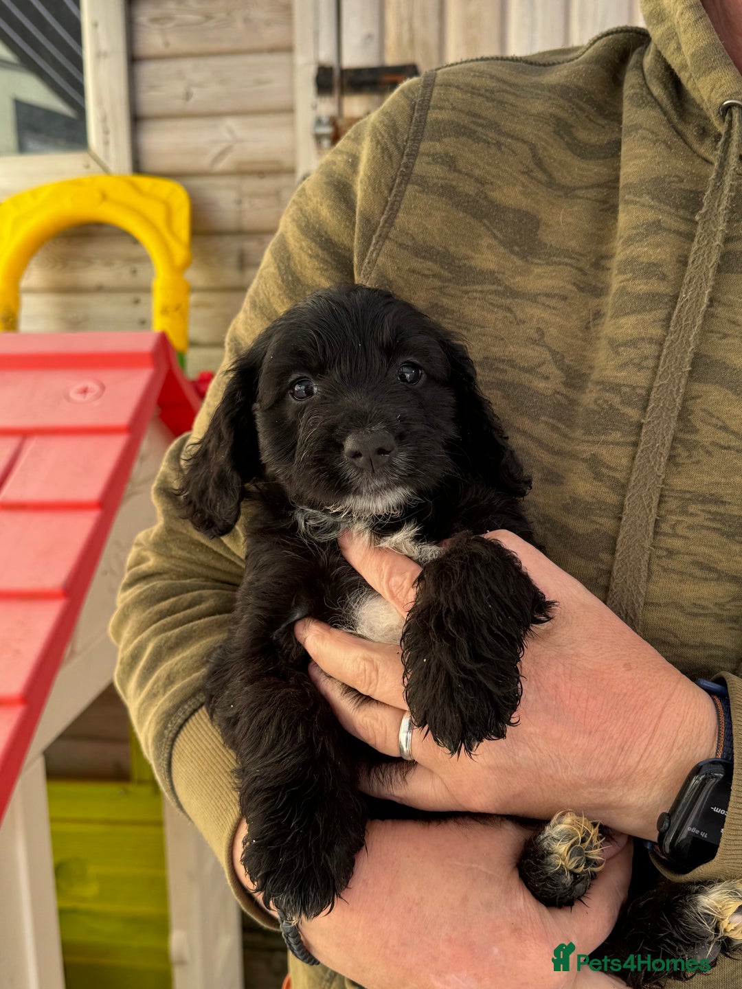 Sproodle dogs for sale: F1 Sproodles for Sale - Image 23