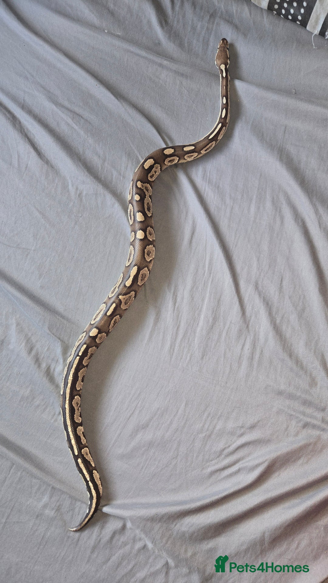 Python Snake reptiles for sale: Ball python with vivarium set up - Image 2