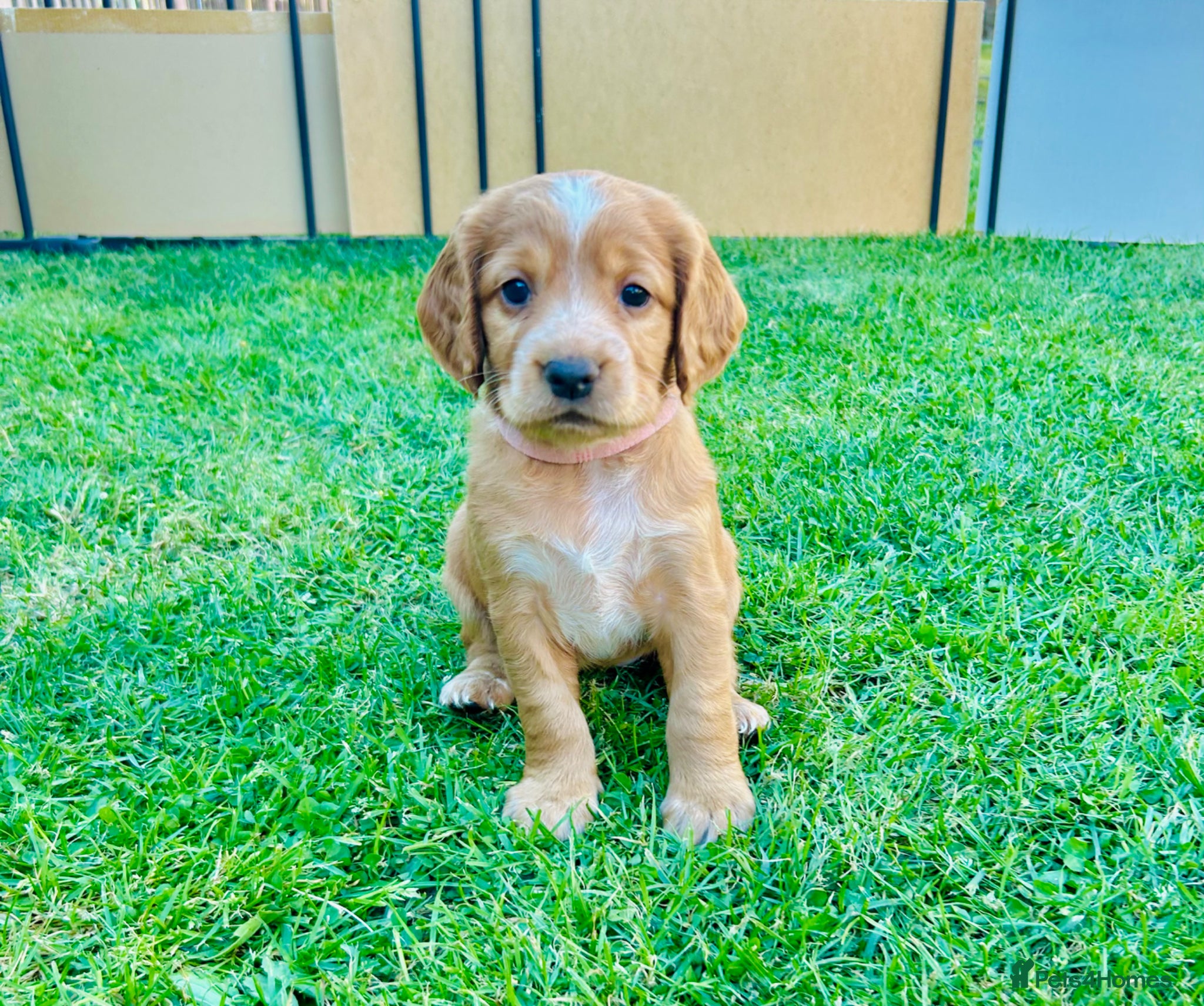 Cocker Spaniel dogs for sale: ✨Gorgeous Golden Working Cocker Girls Ready Soon!✨ - Advert 1