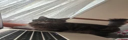 European cats for sale: Kitten ready to leave - Advert 1