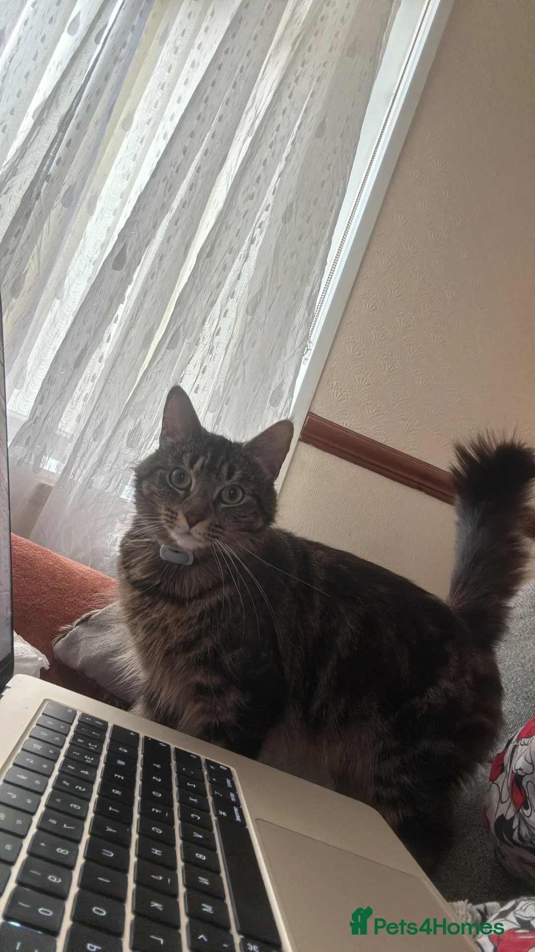 European cats for sale: Kitten ready to leave - Advert 1