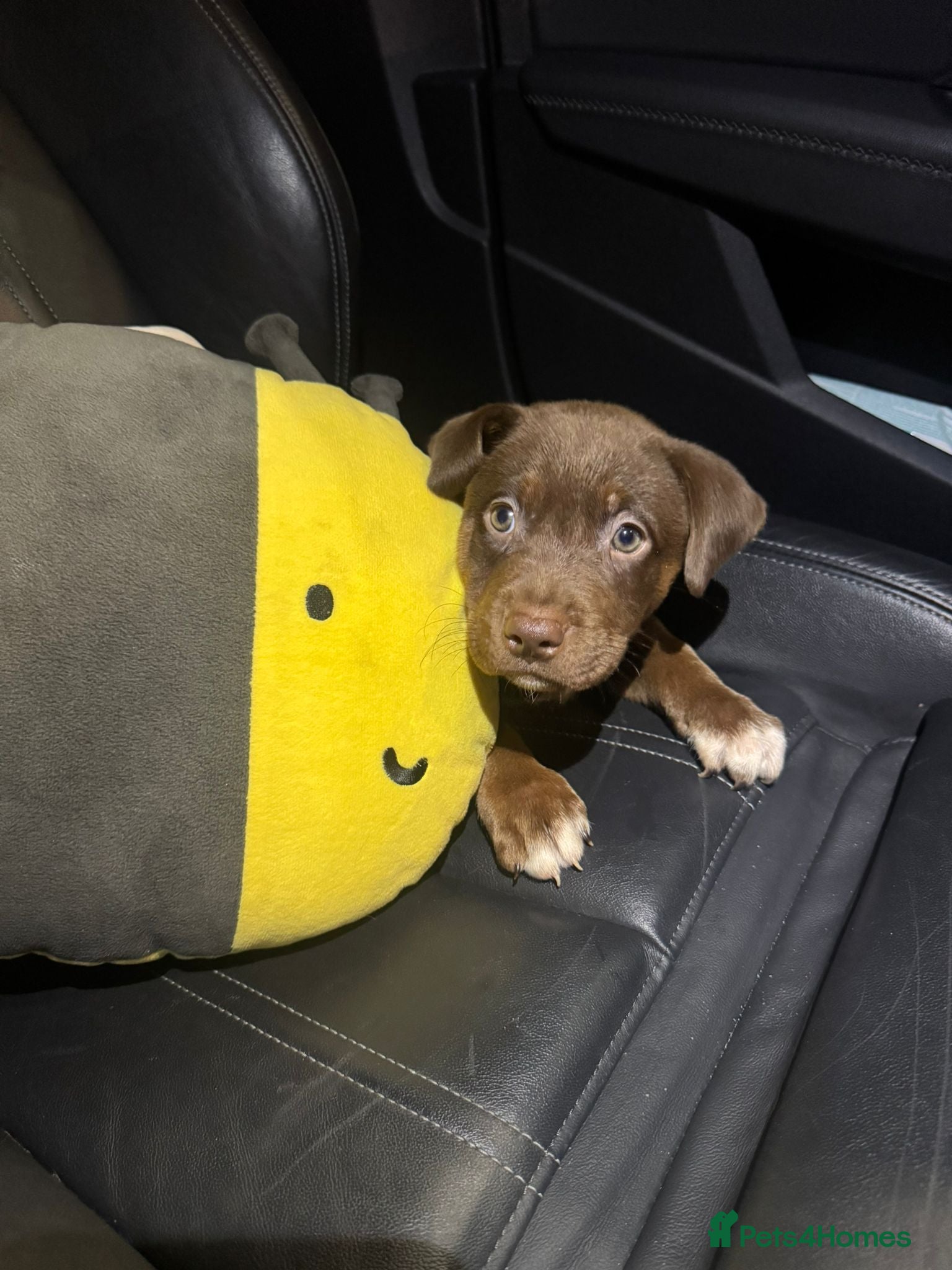 Mixed Breed dogs Female Brown Puppy last of litter  - Advert 2