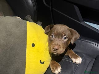 Mixed Breed dogs Female Brown Puppy last of litter - Advert 14